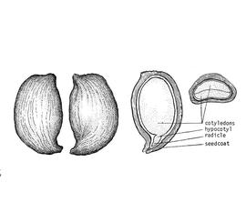   Seed:   Photinia melanocarpa ; Illustration by USDA-NRCS Plants Database
